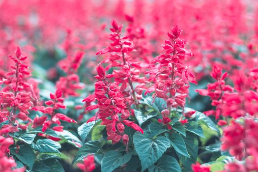 Selective focus colorful flowers for background