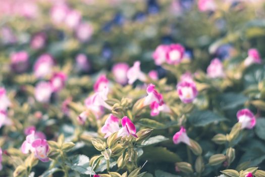 Selective focus colorful flowers for background