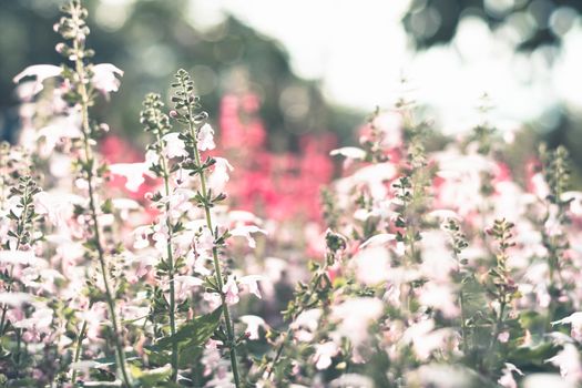 Selective focus colorful flowers for background