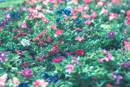 Selective focus colorful flowers for background