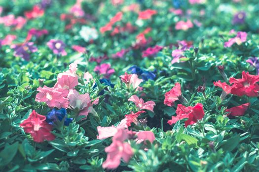 Selective focus colorful flowers for background