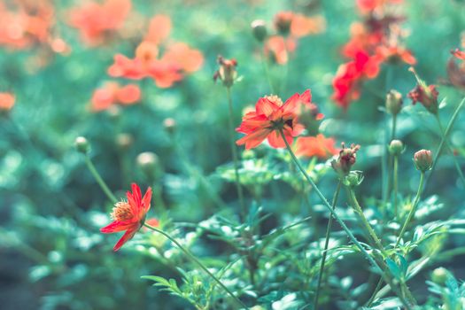 Selective focus colorful flowers for background