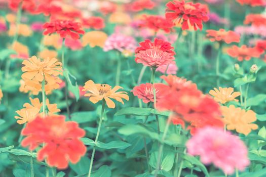 Selective focus colorful flowers for background