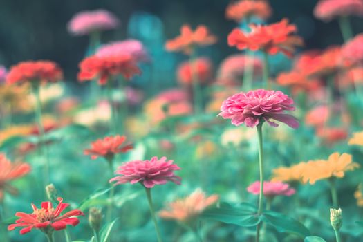 Selective focus colorful flowers for background