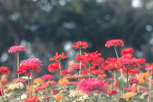 Selective focus colorful flowers for background