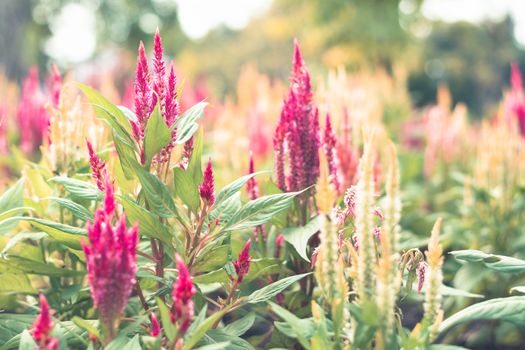 Selective focus colorful flowers for background