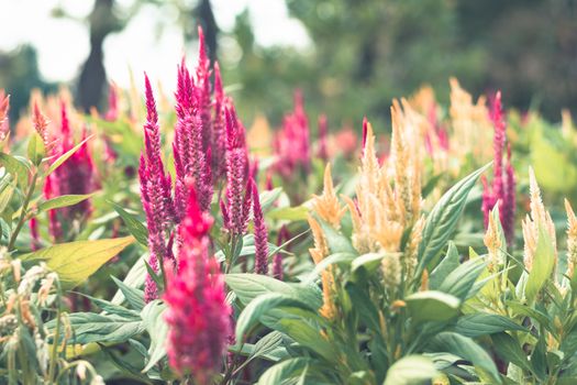 Selective focus colorful flowers for background