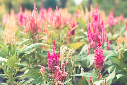 Selective focus colorful flowers for background