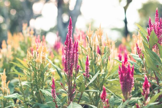 Selective focus colorful flowers for background