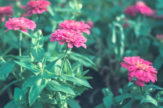 Selective focus colorful flowers for background