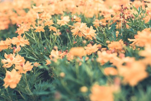 Selective focus colorful flowers for background