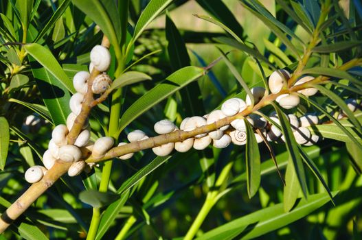 Snails on the bush among the leaves