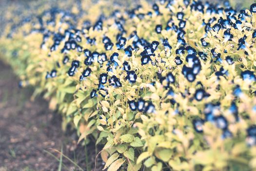 Selective focus colorful flowers for background