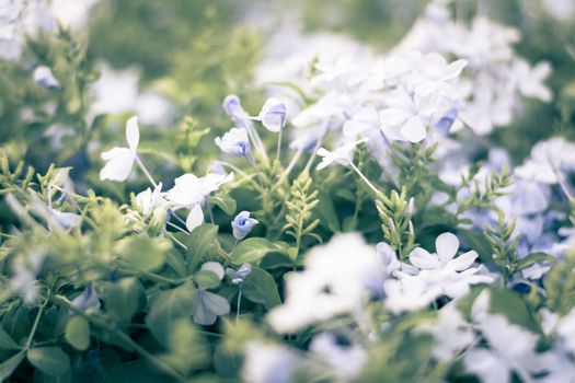 Selective focus colorful flowers for background