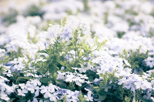 Selective focus colorful flowers for background