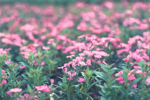 Selective focus colorful flowers for background