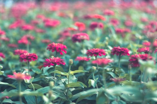 Selective focus colorful flowers for background