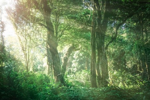 The bright sun rays shining through branches of trees