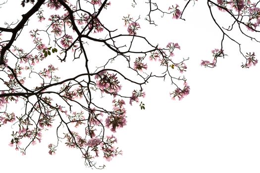 beautiful flower on white background