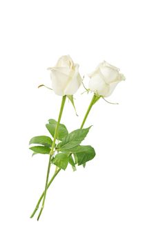 Two white roses on a long stem with green leaves isolated on white background, side view