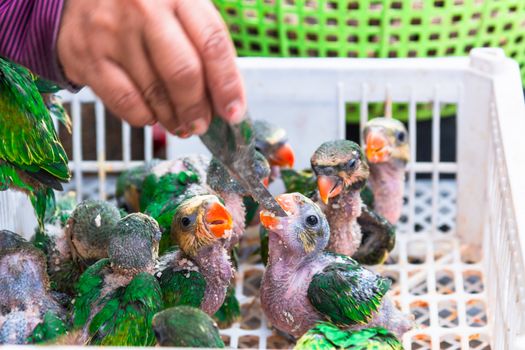 Baby parrots eat banana in market for sale
