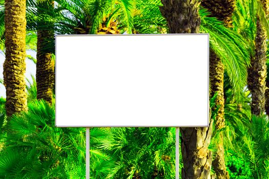 Blank billboard with a space for your information, tropical paradise background with big green palm leaves