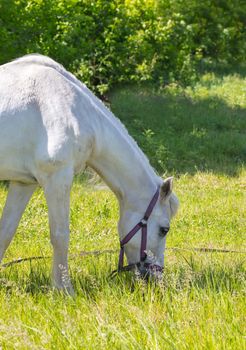 horse portrait closeup, eating the green grass