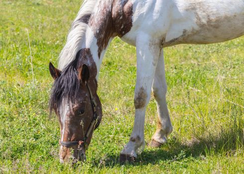 horse portrait closeup, eating the green grass