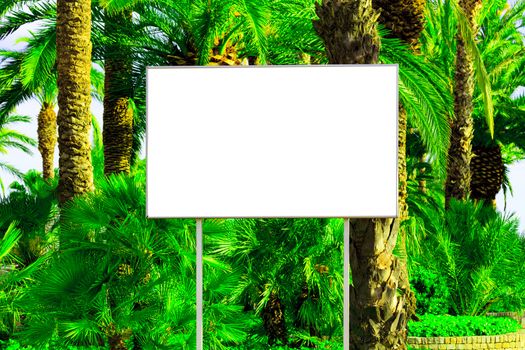 Blank billboard with a space for your information, tropical paradise background with big green palm leaves