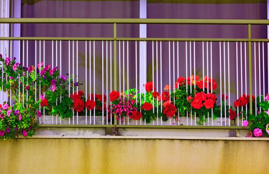 Bright flowers on the balkony