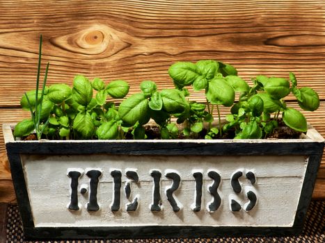 Small Lush Foliage Fresh Green Basil with Water Drops in Handmade Wooden Box closeup on Wooden background
