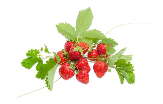 Several ripe fresh garden strawberry fruits among the strawberry leaves, stems and flowers on a light background
