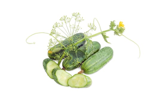 Several whole fresh cucumbers, one sliced cucumber, stalk of the cucumber with leaves, tendrils and flowers and inflorescence of dill on a light background
