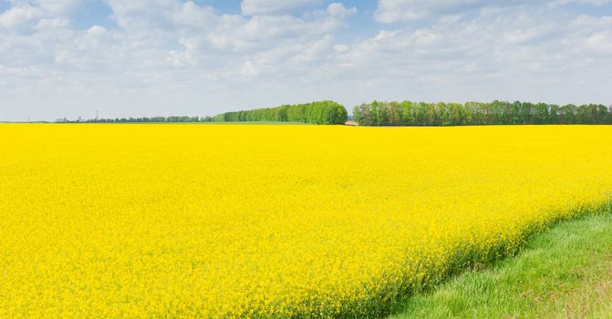 Field of the blooming rapeseed against a background of the trees and sky with clouds
