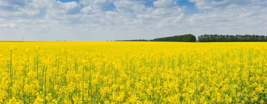 Panorama of the blooming rapeseed on the field closeup against a background of the sky with clouds
