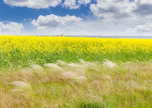 Field of the blooming rapeseed with feather grass in the foreground against a background of the sky with clouds
