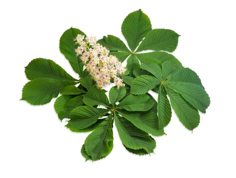 Branch of the blooming horse-chestnuts with leaves and inflorescence on a light background
