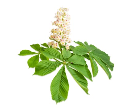 Branch of the blooming horse-chestnuts with leaves and inflorescence on a light background

