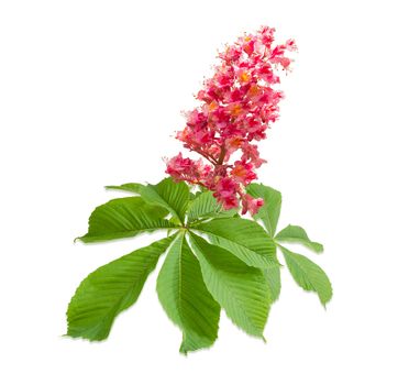 Branch of the red blooming horse-chestnuts with leaves and inflorescence on a light background
