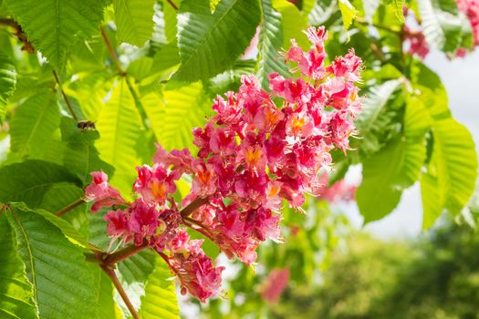 Inflorescence of red horse-chestnut against the background of the leaves closeup
