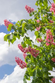 Several branches of blooming red horse-chestnut  with flowers against the sky with clouds 
