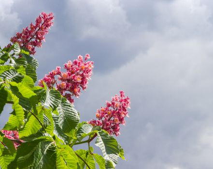 Blooming red horse-chestnut against the sky with clouds