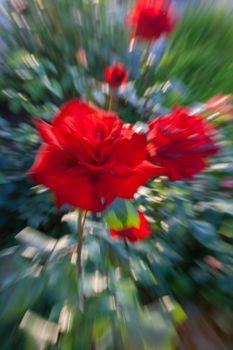 The image of a red rose with effect of the movement