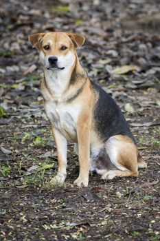 Image of a dog on nature background. Pet. Animal