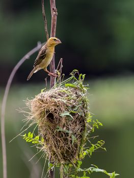 Stock Photo - Image of bird nest and Asian golden weaver (Ploceus hypoxanthus) on nature background.