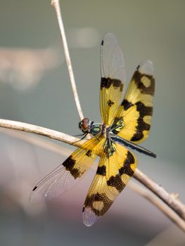 Image of a dragonfly on nature background. Insect Animal