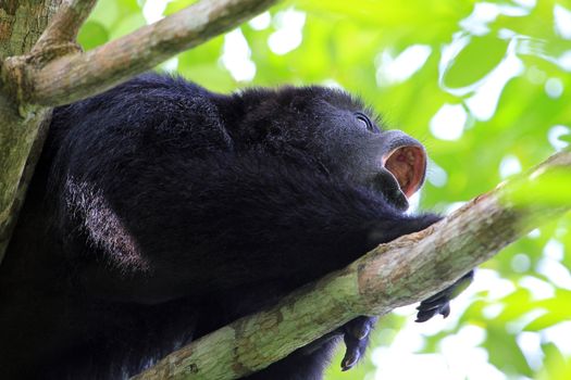 Black howler monkey, aluatta pigra, sitting on a tree in Belize jungle and howling like crazy. They are also found in Mexico and Guatemala. They are eating mostly leaves and occasional fruits.