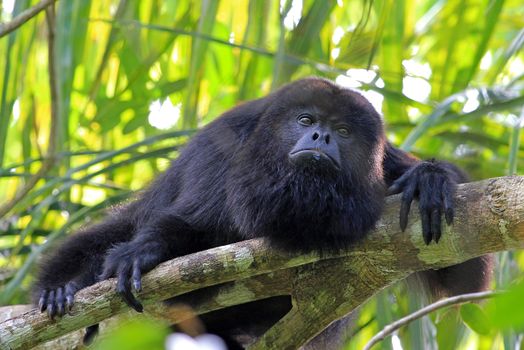 Black howler monkey, aluatta pigra, sitting on a tree in Belize jungle and looking sad. They are also found in Mexico and Guatemala. They are eating mostly leaves and occasional fruits.