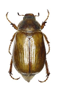 European June Beetle on white Background  -  Amphimallon solstitiale  (Linnaeus, 1758)