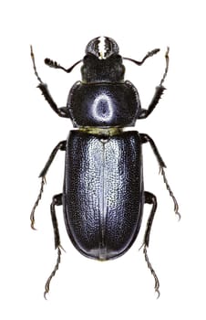 Blue Stag Beetle on white Background  -  Platycerus caraboides (Linnaeus, 1758)